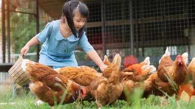 A backyard with chickens and a young girl feeding them