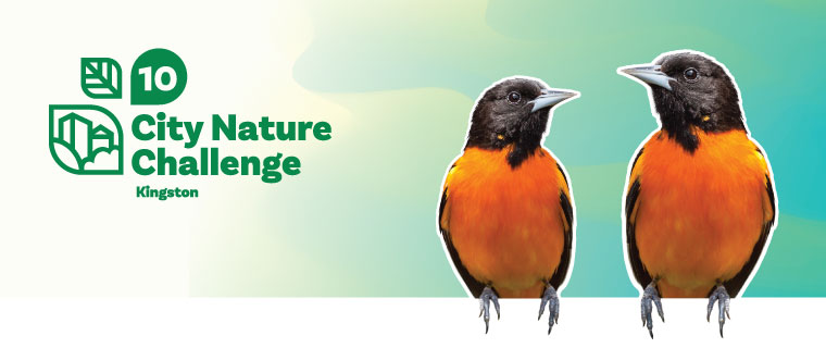 Two orioles perched on a white banner. City Nature Challenge 10 year anniversary logo.
