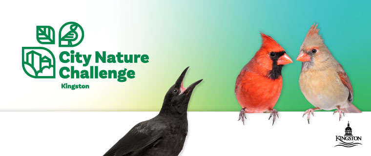 City Nature Challenge Kingston banner. Crow and Cardinals perched above City logo.